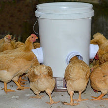 Load image into Gallery viewer, DIY Chicken Feeder (š„NEW-50% OFF)